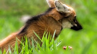 Rescued Maned Wolf having lunch (Chrysocyon brachyurus)
