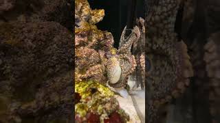 This Is How I Feed My Octopus With Tongs