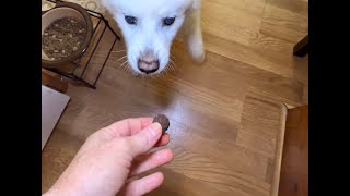 VetIQ Dog Hip & Joint Chews Review