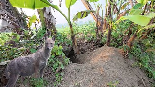 Will the fox see a baby in this new home?