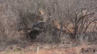 Lion Eating Buffalo