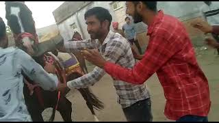 😱ઘોડા એ પકડી લીધો પગ અસવાર નો