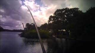 tarpon 11 11 2018