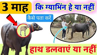 How to find out if a buffalo is pregnant or not || Should I touch it or not? How to find out if a...