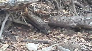 Trying out my bushcraft waist belt and seeing the wild life!