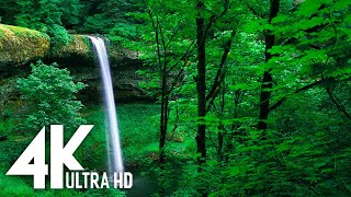 Calm Your Mind with this beautiful forest soundscape | Birdsong, Rainforest, Waterfall, Woodland