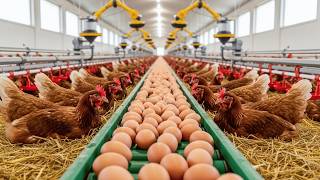 Harvesting Industrial Chicken Eggs - How Poultry Farms Raise Millions of Egg-Laying Hens.