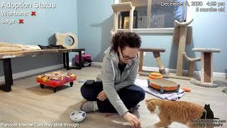 Turkey-Day Kittens - The Catnapping and Return of a Yammy