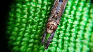 Autopsia Libélula