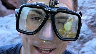 Frog Surprise! Fun Nature and Funny travel.