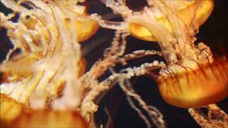 Jellyfish Aquarium misteryfish ~ Relaxing Music relaxing ocean fish for Sleep, Study, Meditation