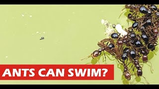 DO ANTS CAN SWIM? 😱😱😱