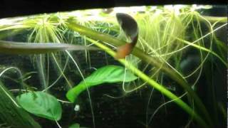 Hand feeding Paradise Fish