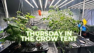 LIVE: THURSDAY IN THE GROW TENT 💚