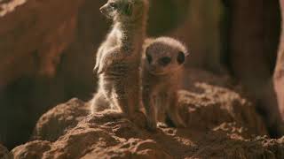 Four Playful Meerkats Born at Chester Zoo