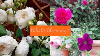 What's Blooming? Roses & Flowers 💗 Late June 2021