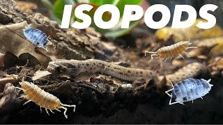 FINALLY Adding Isopods to the Bio-Active Hognose Enclosure + North Georgia Hike!