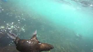 Snorkeling with seals in Hout Bay