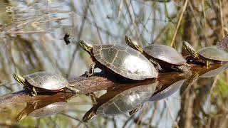 Relax, Enjoy a Variety of Spring Nature Sounds and Sights