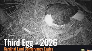 Cardinal Land Conservancy Eagles - Third Egg Laid 02/18/26