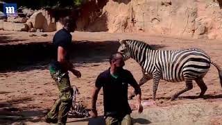 Dramatic moment zoo workers save a newborn zebra from drowning Youtube