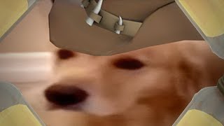 [TF2] If Sniper Was A Dog