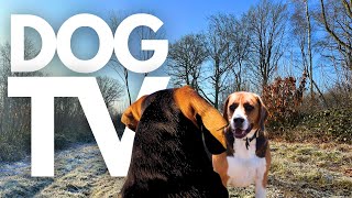 GoPro DogTV | 10hrs of Serene Virtual Dog Walks Through Wintery Country Parks 🐾❄️ Dog POV