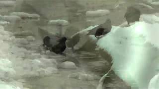 Starling's wiggle it