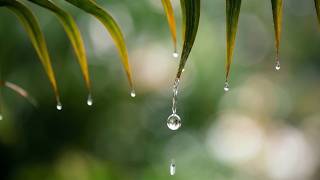 DEEP SLEEP SANCTUARY ⛈️ Continuous Rainfall & Zen Piano to Calm an Overactive Mind