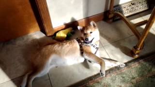 Sharrows find new lead singer Momo the Shiba Inu