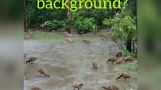 Khaki Campbell ducks :: Fresh morning :: Rain