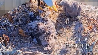 #235🦅🐥35°🐥30°／Winter Park Eagle Nest 2026／Against All Odds:One-Eyed Mom／Wink💗Atlas