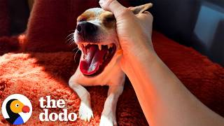 She Thought She Was Saving One Dog — Then Learned She Was Pregnant | The Dodo