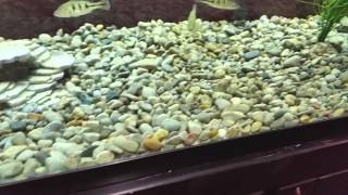 Peacock Bass feeding 10/1/15