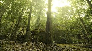 Traditional Malay Music - Malay Jungle