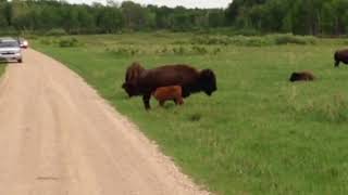 More Bison