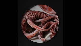 Ketch - Symbiote [KETCH]