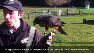Wingspan nation bird of pray centre . (Karearea /NZ forrest falcon conservation)