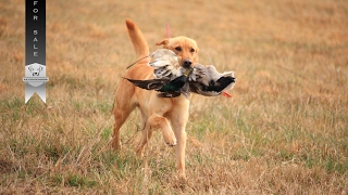 Gun Dog - For Sale Webb Footed Kennel