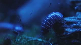 armadillidium vulgare