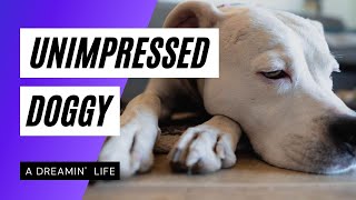 $100 BUCKS to clip our dog's nails?