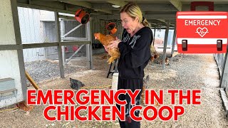EMERGENCY IN THE CHICKEN COOP