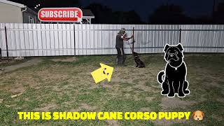 SHADOW THE CANE CORSO PUPPY 🐶 OBEDIENCE LEVEL #1 WITH MASTER TRAINER P. DON MEGA