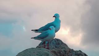 Relaxing Beautiful music Relieves stress, Anxiety and Depression   Heals the Mind, body and Soul