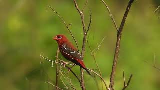 @ Wildlife Videography a beautiful Red Munia sitting on a perch.