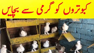 Kabootro Ko Garmi Se Bachne Ka Bahtren Nuskh | how to treatment pigeon | #kabutartv