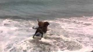 Dog gets dumped in narly wave man