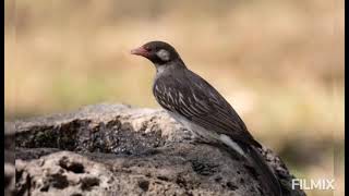 Economic Importance of Birds B. Injurious Birds Part- 5 PESTS Of HONEY BEES