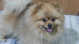 cute pomeranian ale responding to me very adorable