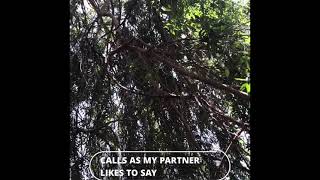 Reclaim UGLY Self-Compassion Meditation & Talk